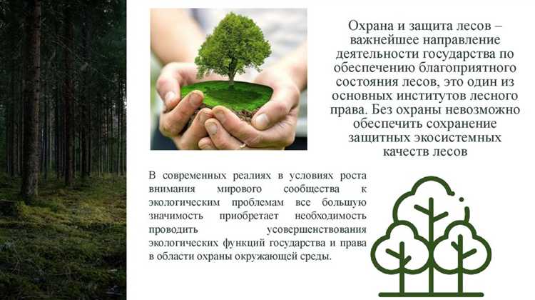 Экологические стандарты при эксплуатации лесных угодий
